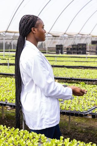 Agricultural Scientist Examining Lettuce Seedlings in Greenhouse