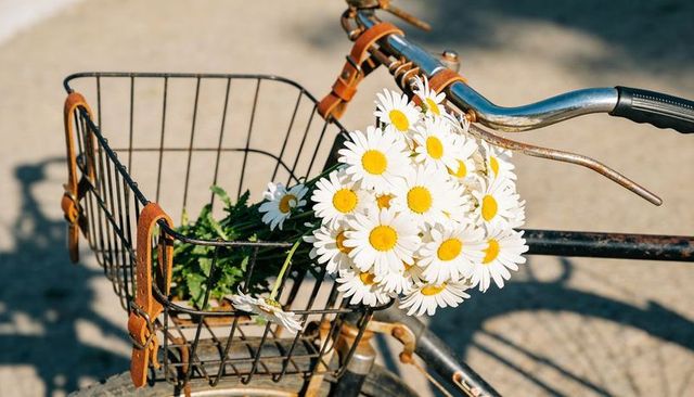 Vintage bicycle basket holding white daisies on sunlit pavement, rusted leather straps