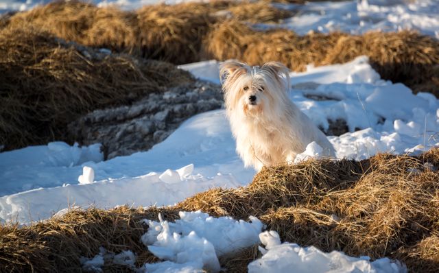 This image depicts a small fluffy dog standing amidst a snowy meadow with patches of dry grass. The sunlight casts a soft glow, enhancing the contrasting textures of snow and grass. Ideal for use in pet-related marketing, winter-themed content, or nature and outdoor activity promotions.