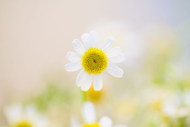 Close-up of Single Chamomile Flower in Soft Pastel Background - Download Free Stock Photos Pikwizard.com