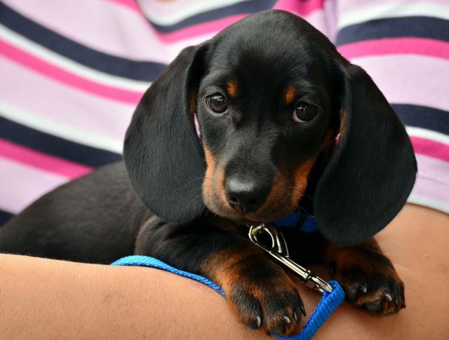 Adorable Dachshund Puppy Resting in Owner's Lap with Stripe Background - Download Free Stock Photos Pikwizard.com