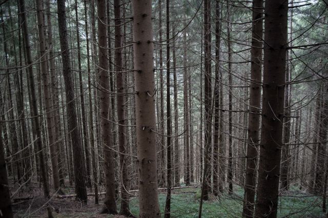 Dense Coniferous Forest Vertical Trees No Leaves - Download Free Stock Photos Pikwizard.com