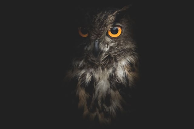 Striking close-up of an owl in darkness, highlighting its glowing orange eyes and detailed feathers. Perfect for use in wildlife documentaries, nature magazines, educational materials, and as a decorative art piece. Conveys themes of mystery, night, and the beauty of nocturnal animals.