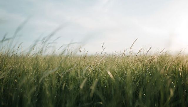 Swaying tall green grasses in sunlit meadow with golden seedheads and blue sky