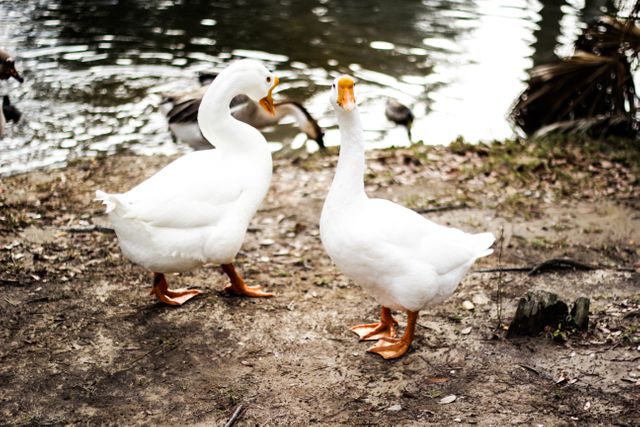 2 White Ducks on Lake Shore - Download Free Stock Photos Pikwizard.com