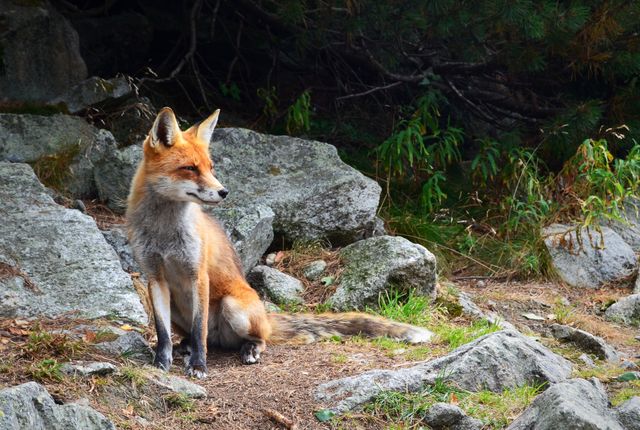 Red fox sitting among rocks in a forest area. The scene is representative of wildlife and natural habitats, making it suitable for use in environmental awareness campaigns, nature documentaries, educational materials about wildlife, or illustrating topics related to zoology and animal behavior.