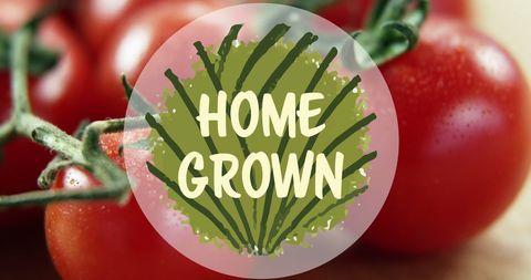 Homegrown Tomatoes with Eco-Friendly Fresh Produce Concept