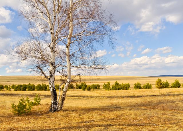 Solitary Birch Tree in Expansive Autumn Field Under Blue Sky - Download Free Stock Photos Pikwizard.com