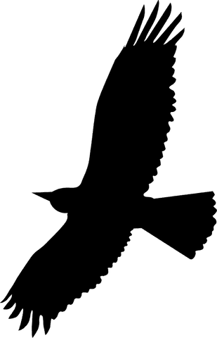 Elegant bird silhouette soaring on transparent background