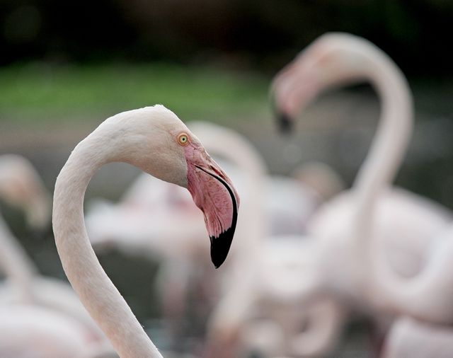 Close-up of Flamingo with Others in Background - Download Free Stock Photos Pikwizard.com