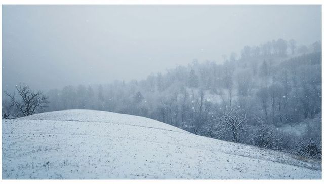 Falling snow on rolling hill and misty hillside forest with bare trees, overcast winter