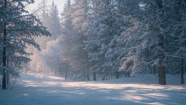 Sunlit snowy forest clearing casting long warm shadows and drifting powdered snow