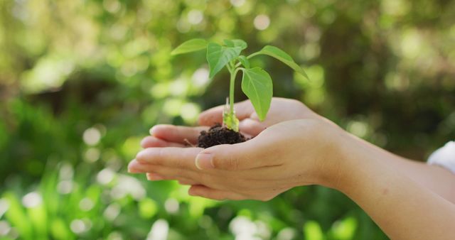Close-up of hands gently cradling a young seedling, focusing on themes of growth, nurturing, and environmental conservation. Ideal for eco-friendly and sustainability projects, gardening websites, and illustrations promoting green living and nature preservation.