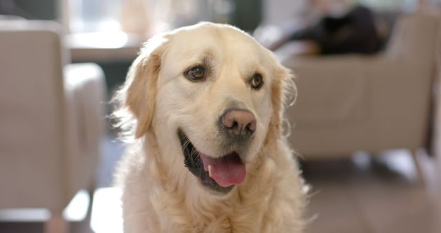 Golden retriever standing indoors with happy expression and tongue hanging out, showing playful and friendly demeanor. Great for pet adoption brochures, advertising pet products, or illustrating pet-friendly environments.