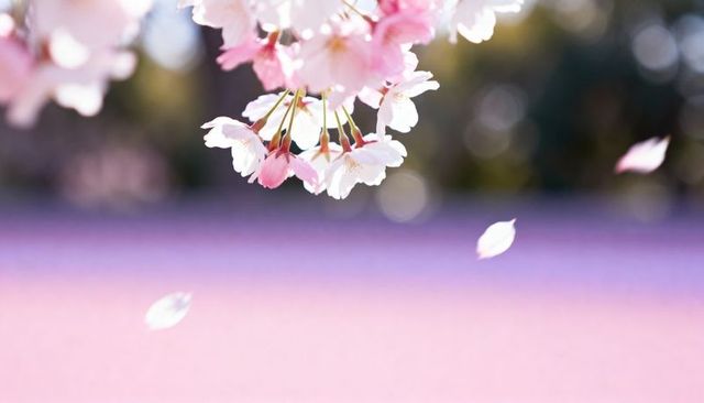 Soft pink cherry blossom cluster with falling petals and pastel bokeh band