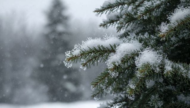 Fir branch bending under snow and hoarfrost with icy crystals and gentle falling flakes