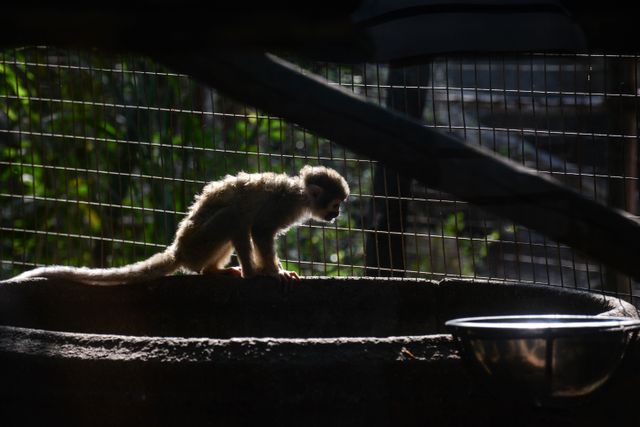 Baby monkey standing in cage with sunlight casting shadows. Perfect for wildlife conservation themes, zoos, captivity discussions, or educational content about primates.