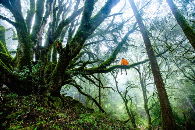 Person Sitting on Large Tree Branch in Misty Forest - Download Free Stock Photos Pikwizard.com