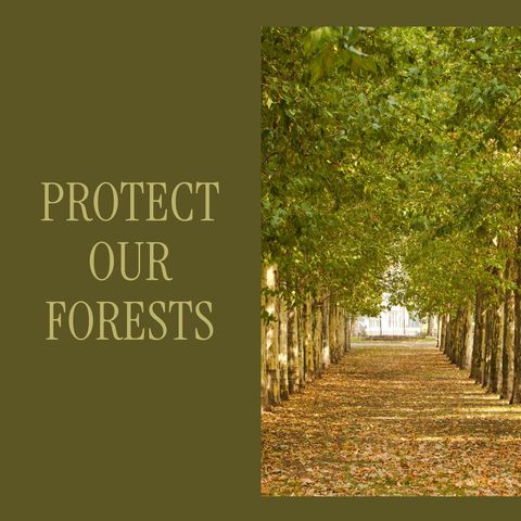 Tranquil Tree Lined Path Promoting Forest Conservation - Download Free Stock Templates Pikwizard.com