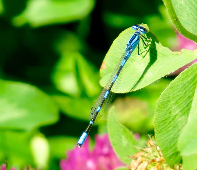 Blue dragonfly perches on green leaf with blurred green background, showcasing nature's delicate beauty. Perfect for use in nature-themed designs, photography articles about insects, or gardening blogs emphasizing biodiversity.