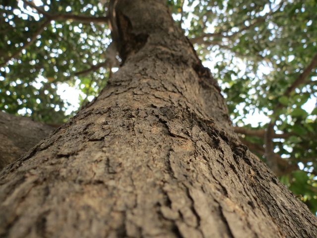 Close-up view of a tree trunk with an upward angle, revealing rough bark texture and branches filled with green foliage. Great for nature-related content, forest conservation projects, educational materials about trees, and backgrounds for presentations.