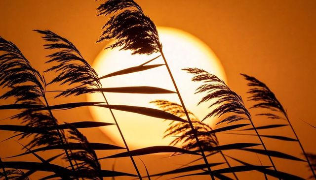 Swaying reed silhouettes backlit by glowing orange sun disc at marsh edge