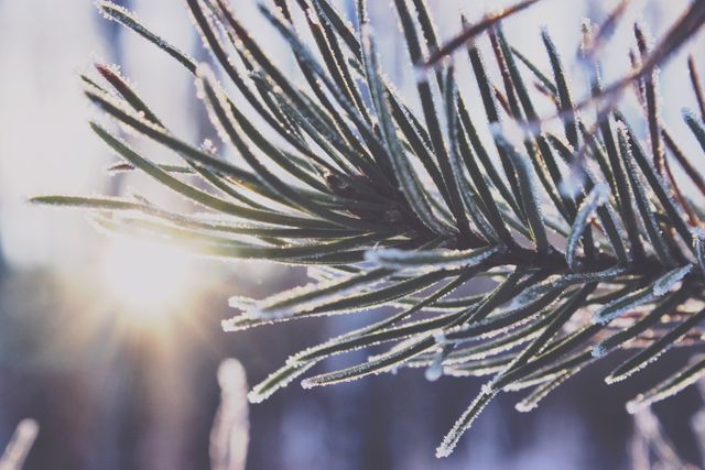 Frost-covered pine needles are illuminated by the morning sunlight during sunrise in a winter forest. This detailed nature image can be used for seasonal themes, landscapes, holiday cards, or environmental campaigns.