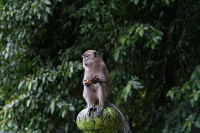 Monkey sits on top of moss-covered pillar in lush jungle, surrounded by dense greenery. Can be used for wildlife photography, nature conservation messaging, articles on primates, or rainforest-themed projects.