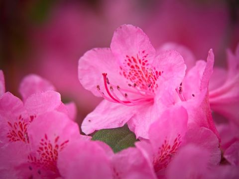 Pink rhododendron bloom close-up macro showing vibrant petals and stamen detail