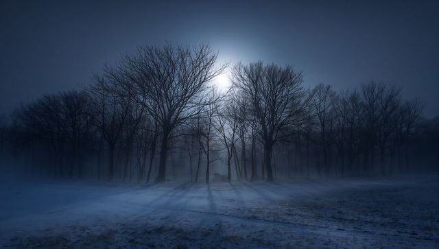 Moonlight halo over leafless winter grove, misty shadows stretching across snowy field