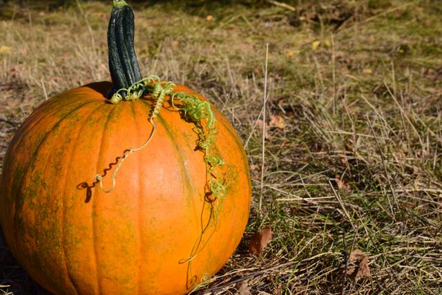 Orange pumpkin sitting in dry field under sunlight. Ideal for autumn-themed designs, farming, and seasonal marketing campaigns.