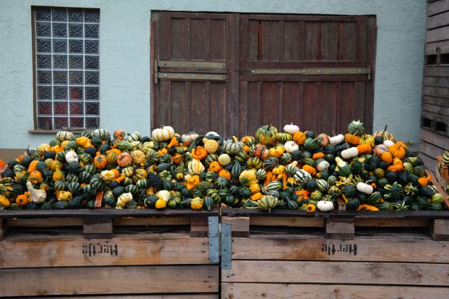 Pumpkins and gourds in various colors, shapes, and sizes filling wooden crates outdoors against rustic doors. Suitable for themes like autumn, harvest season, rural marketplaces, agricultural events, and food blogs. Can be used in marketing materials for farmers markets, grocery stores, and seasonal events.