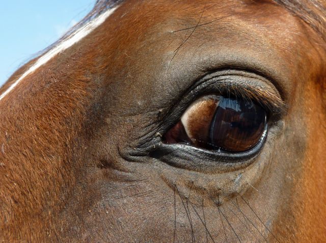 Close-up captures intricate details of a horse's eye with brown fur, highlighting the textures and natural beauty. Suitable for use in articles, blogs, educational materials, and publications related to equestrian themes, animal physiology, nature, and wildlife photography.