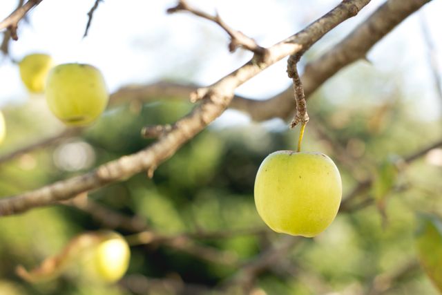 Close-up of green apples hanging from a tree branch against a blurred natural background. Ideal for use in nature-themed designs, agricultural publications, or promotional materials for farmers markets and organic produce.