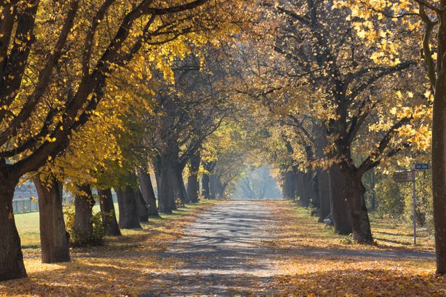 Tree-lined pathway during autumn with yellow leaves covering the ground. Ideal for promoting nature walks, seasonal change articles, or tranquil outdoor experiences.