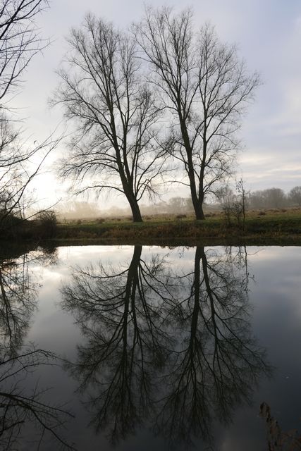 Bare trees reflecting in tranquil water during dawn, surrounded by a misty morning atmosphere in the countryside. Ideal for projects related to nature, calmness, relaxation, and the beauty of early morning landscapes. Suitable for websites, advertisements, nature blogs, or environmental campaigns promoting tranquility and the natural world.