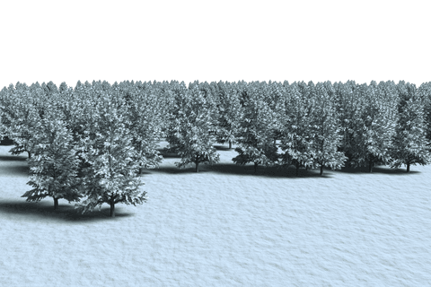 Frozen Winter Forest with Fir Trees on Transparent Background - Download Free Stock Videos Pikwizard.com