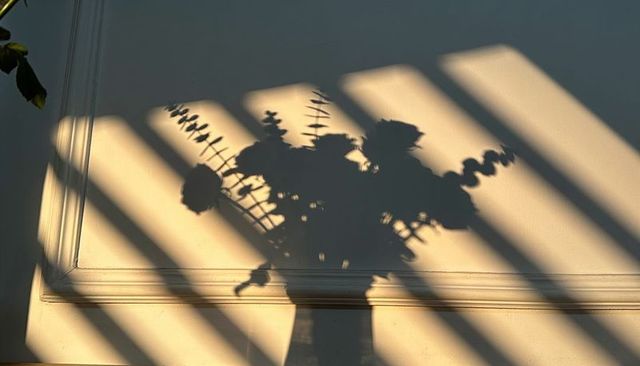 Sunlit bouquet shadow casting diagonal blinds silhouette on wall with classic molding