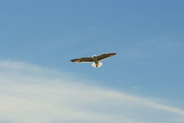 Seagull soaring in a clear blue sky captures sense of freedom and serenity, making it ideal for use in travel, outdoor adventure, or nature conservation content. Suitable for blogs, magazines, and websites focused on wildlife or scenic beauty.