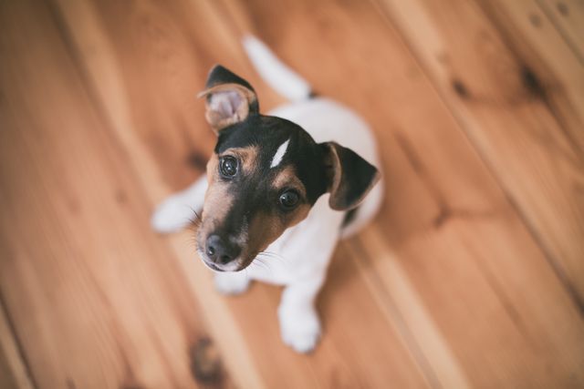 Jack Russell Terrier puppy sitting and looking up on a wooden floor. Perfect for use in materials related to pet adoption, family pets, indoor pet photography, dog care, and home decor involving pets. Could be used in advertisements for pet food or accessories.