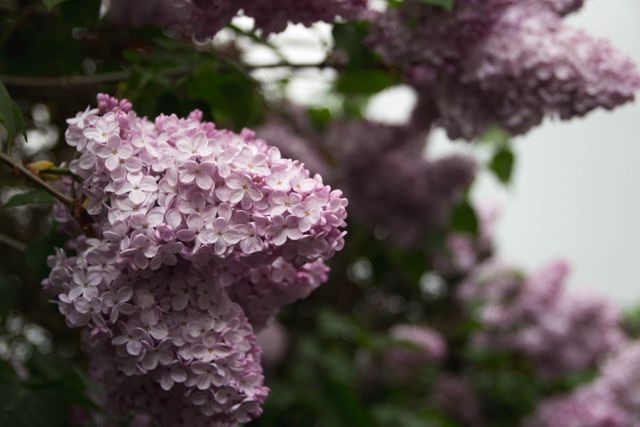 Close-Up of Beautiful Lilac Blooms in Springtime - Download Free Stock Photos Pikwizard.com