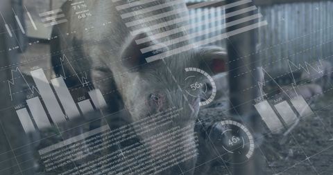 Digital Data Overlay on Pig Farm Illustrating Agriculture Analytics - Download Free Stock Images Pikwizard.com