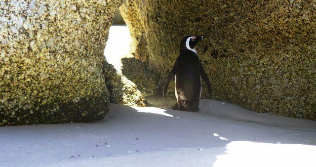A penguin explores a rocky crevice outdoors, with copy space. Sunlight filters through, highlighting the penguin's natural habitat and curiosity.
