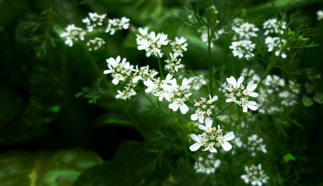 Close-up of delicate white flowers blooming amidst verdant greenery. Suitable for promoting gardening, natural beauty, and outdoor activities. Ideal for blog posts, website backgrounds, nature-themed projects, and botanical studies.