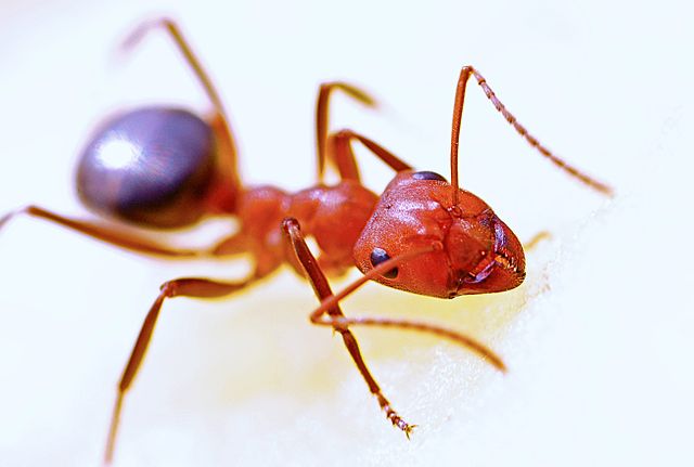 High-resolution macro close-up shows red ant on white background. Useful for educational materials on entomology, detailed nature illustrations, pest control presentations, and wildlife documentaries. Ideal for scientific articles or teaching resources involving insect anatomy and behavior.