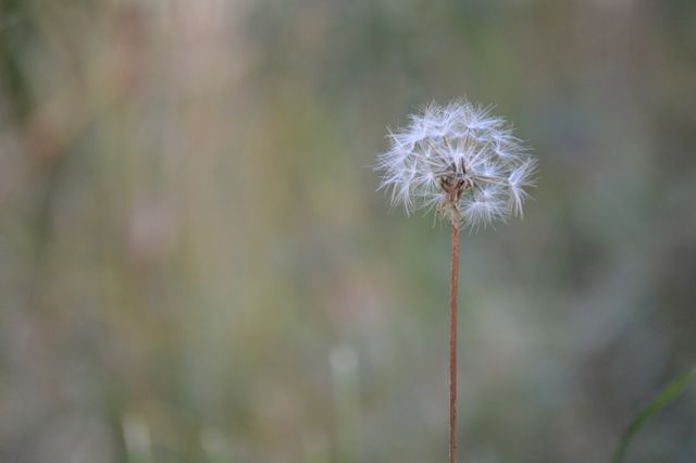 This image features a lone dandelion seed head against a soft blurred natural background. Ideal for use in nature or botanical blogs, wellness websites, mindfulness and relaxation materials, horticulture publications, or as inspirational backgrounds and greeting cards.