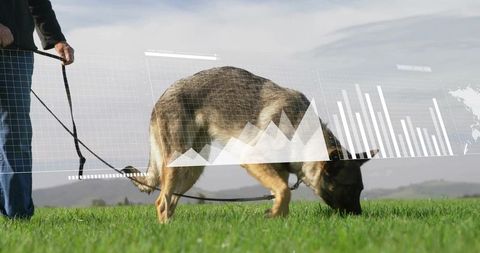 German shepherd sniffing grass while owner holding leash with digital analytics overlay