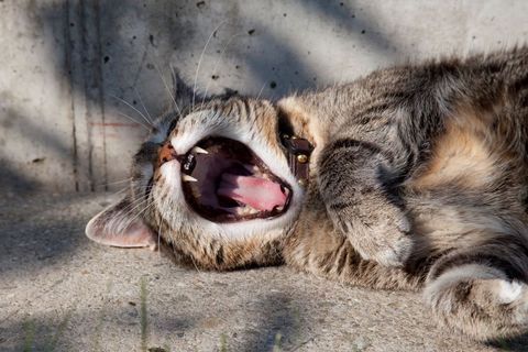 Yawning Cat Enjoying Sunlight Nudges Playful Mood