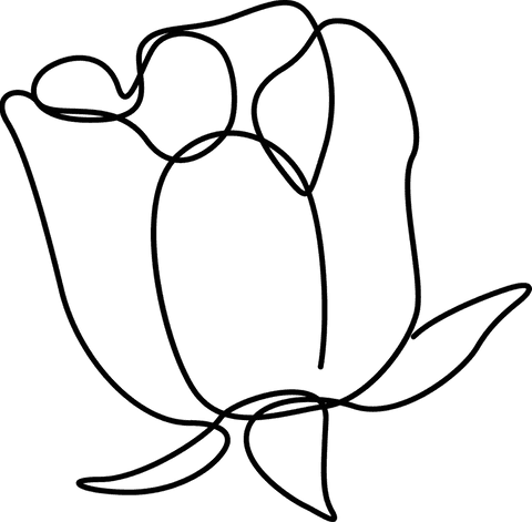 Minimalist Line Art Tulip on Transparent Background with Delicate Details - Download Free Stock Videos Pikwizard.com
