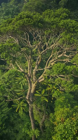 Vertical video showing plumeria leaves stirring and smooth-branched tree swaying on lush hillside